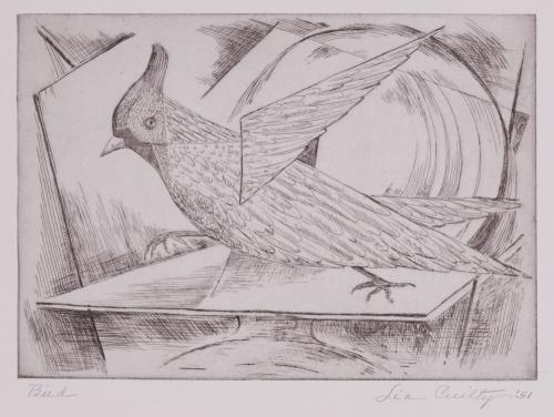 Bird