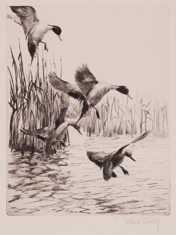 Fall Ducks