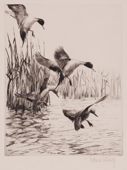 Fall Ducks