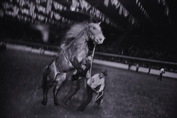 Untitled (Rearing Bronc) from "The Great American Rodeo Portfolio"