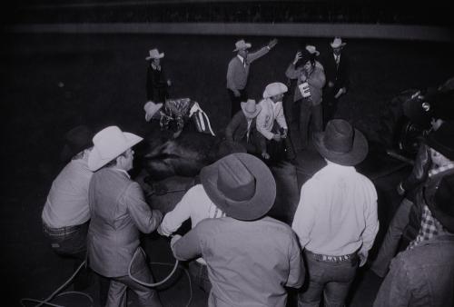 Untitled (Injured Horse) from "The Great American Rodeo Portfolio"