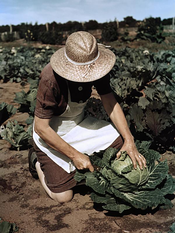 Virginia Norris with Homegrown Cabbage, One of the Many Vegetables which the Homesteaders Grown In Abundance