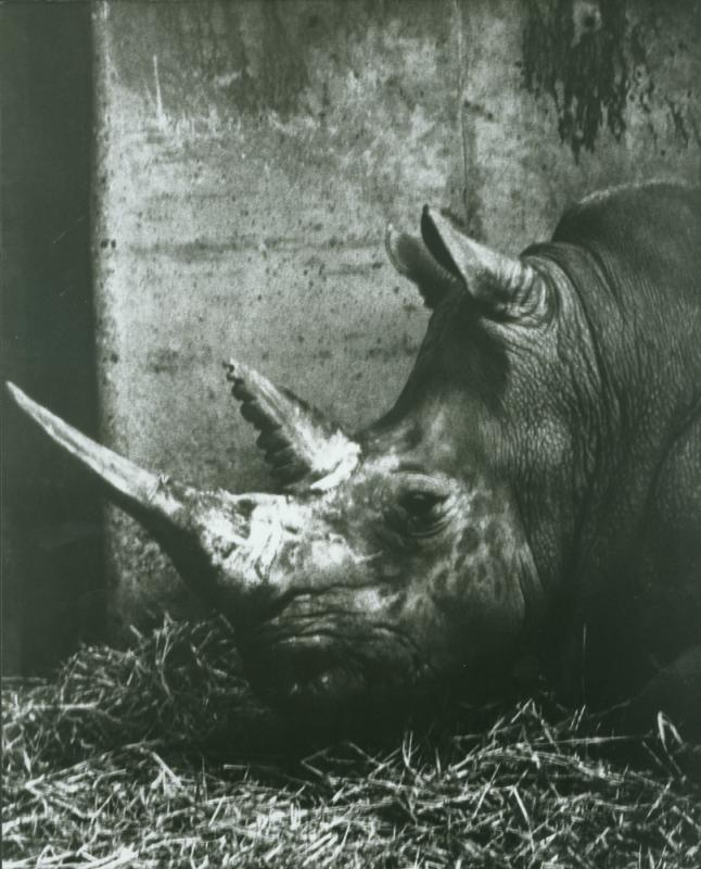 Zoo, Oxford.  January, 1990.