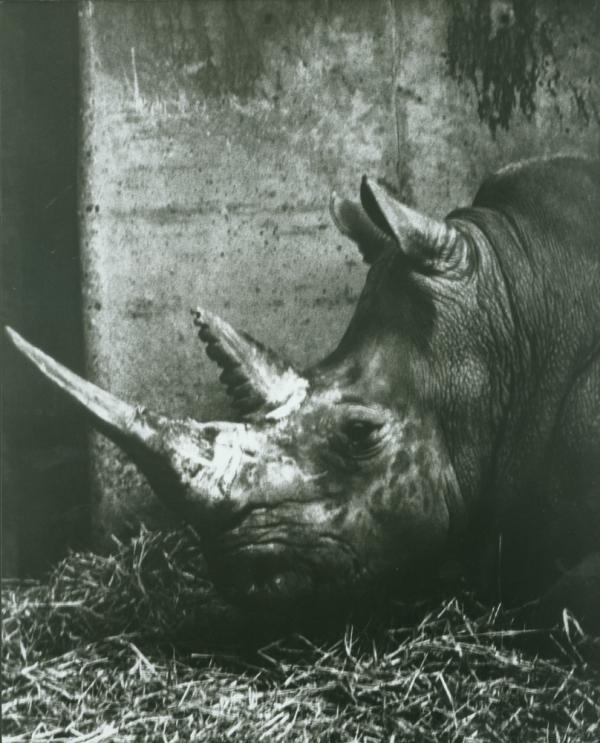 Zoo, Oxford.  January, 1990.