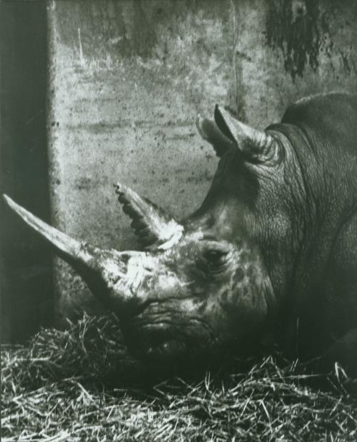 Zoo, Oxford.  January, 1990.