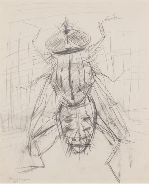 Flesh Fly, study I