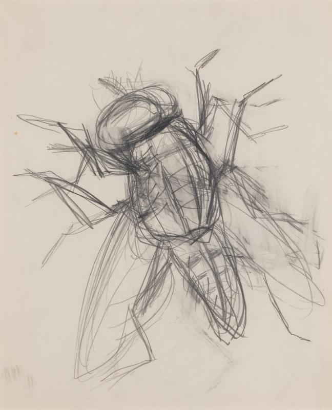 Flesh Fly, study III