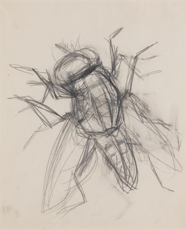 Flesh Fly, study III