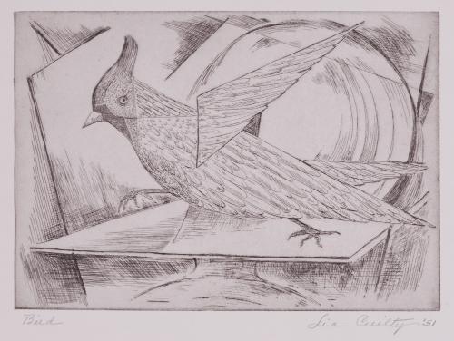 Bird
