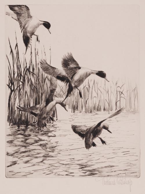 Fall Ducks