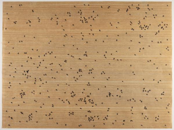 Black Ants