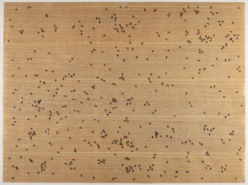 Black Ants