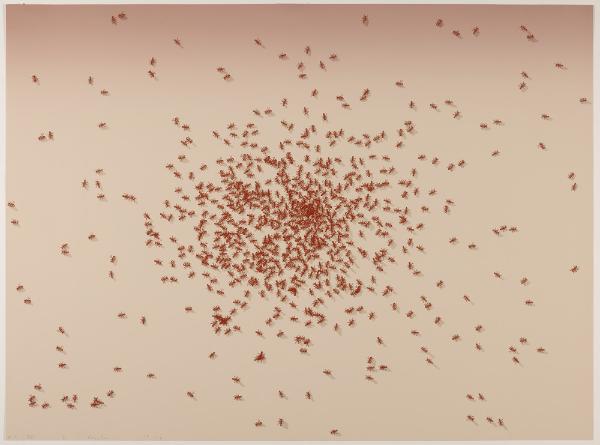 Swarm of Red Ants
