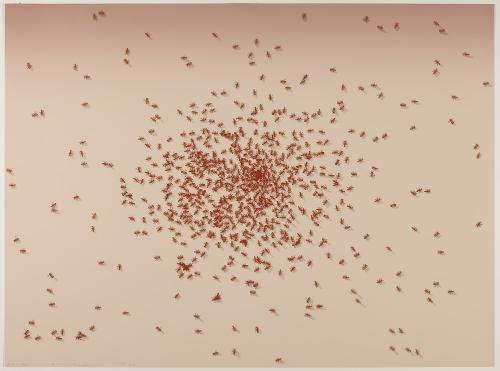 Swarm of Red Ants