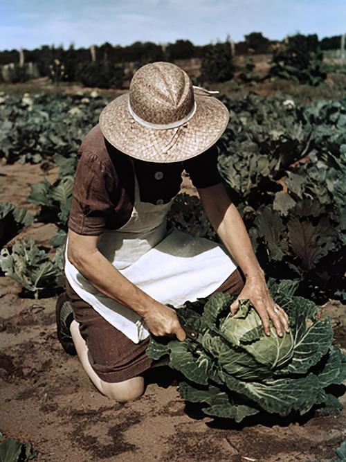 Virginia Norris with Homegrown Cabbage, One of the Many Vegetables which the Homesteaders Grow In Abundance