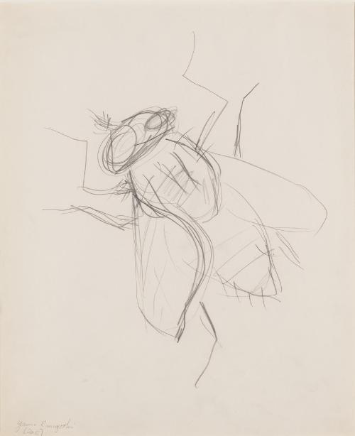 Flesh Fly, study II
