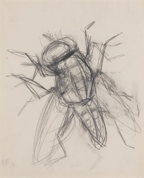 Flesh Fly, study III